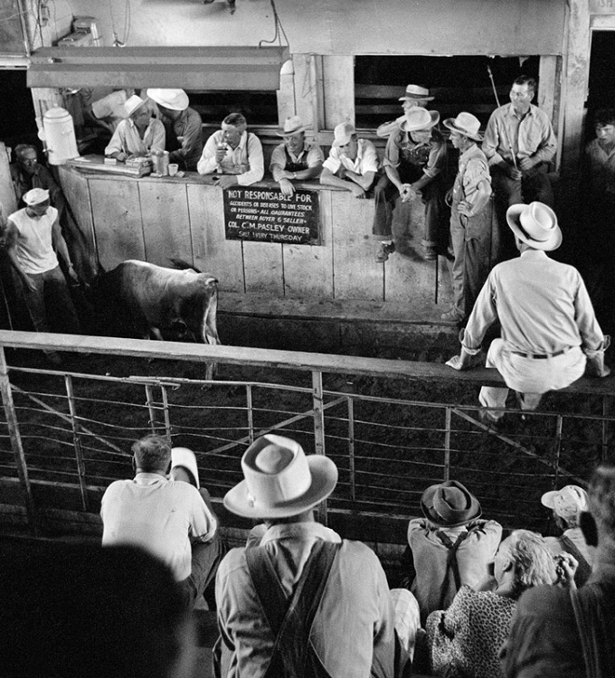 fifties_cattle_auction