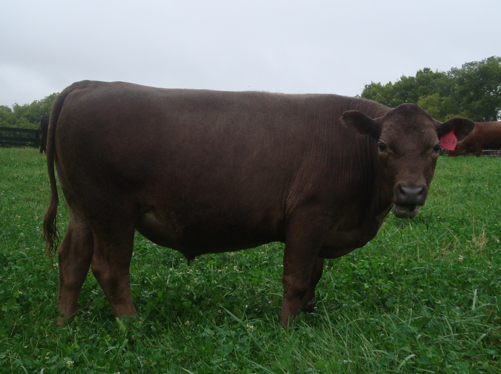 Steers like this helped convince us that "buying a bull on eBay" wasn't such a bad idea after all.