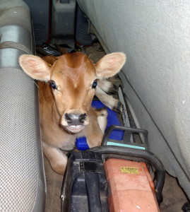 Unable to start the chainsaw, the jersey bull calf initiated a charm offensive.